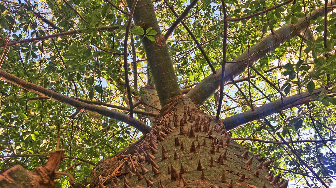 Real Ceiba Maya - ABOUT US